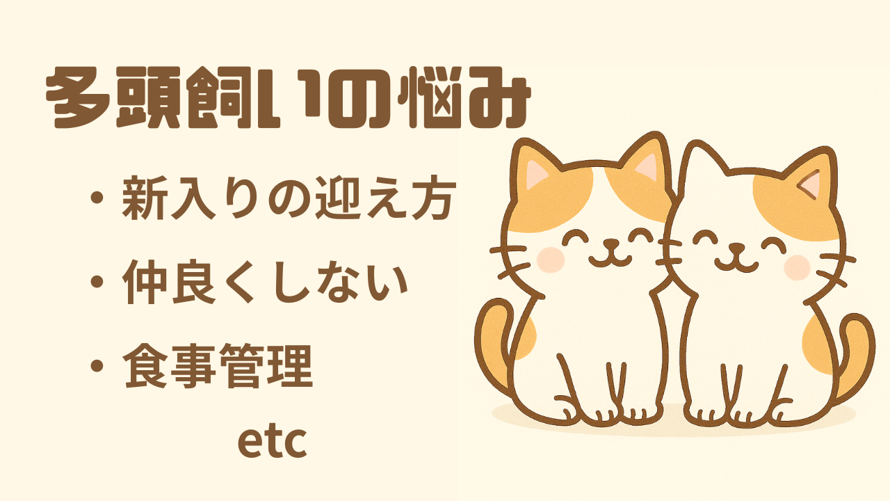 猫の多頭飼いで困ったら｜相性・ケンカ・ストレス解決ガイド