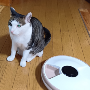 食事カテゴリー愛猫てん(オス)