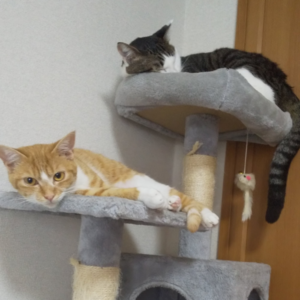 健康カテゴリー愛猫ゆず(メス)とてん(オス)