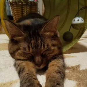 しつけカテゴリーのの(メス)