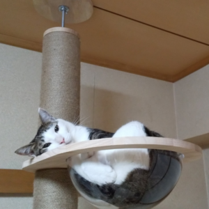 環境ストレスカテゴリー愛猫てん(オス)