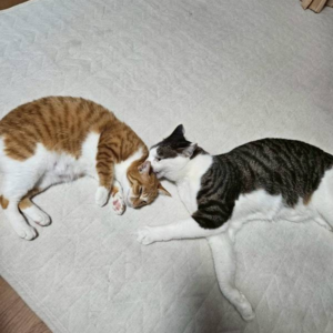 多頭てんとゆず