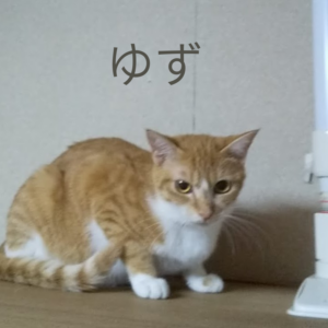 3代目保護猫のゆず